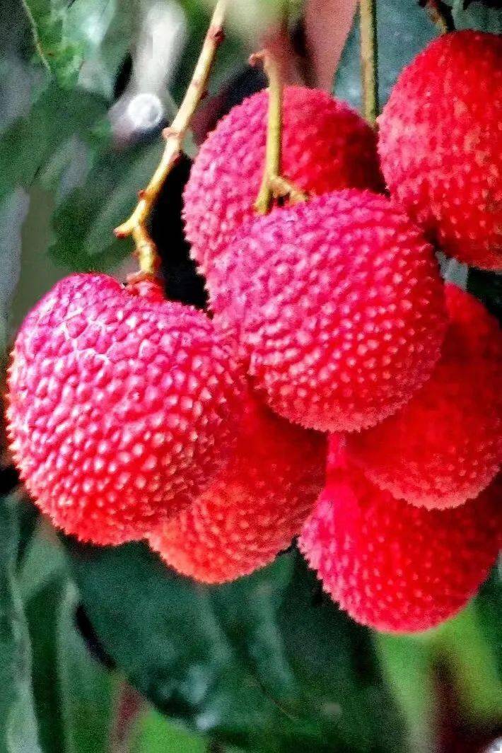 这就是莆田莆田荔枝千年荔树千年荔城