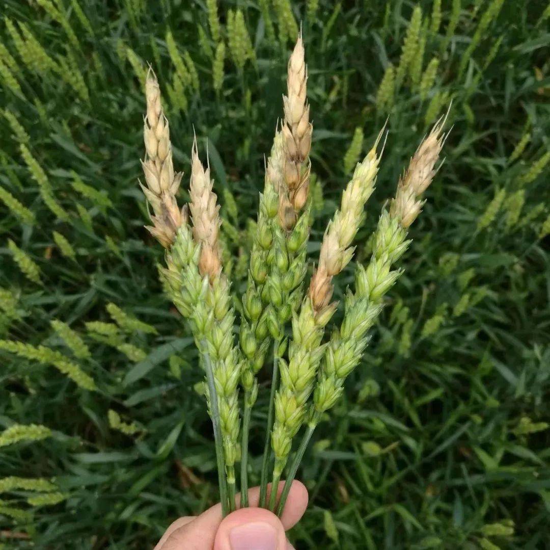 小麦赤霉病防治方法