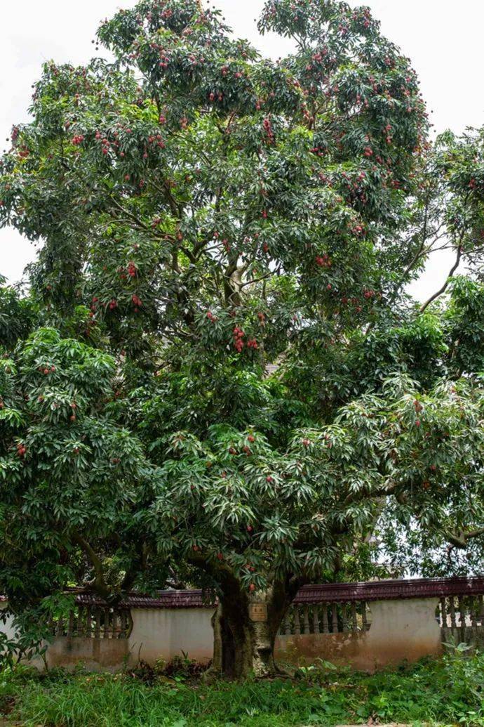 莆田荔枝千年荔树千年荔城