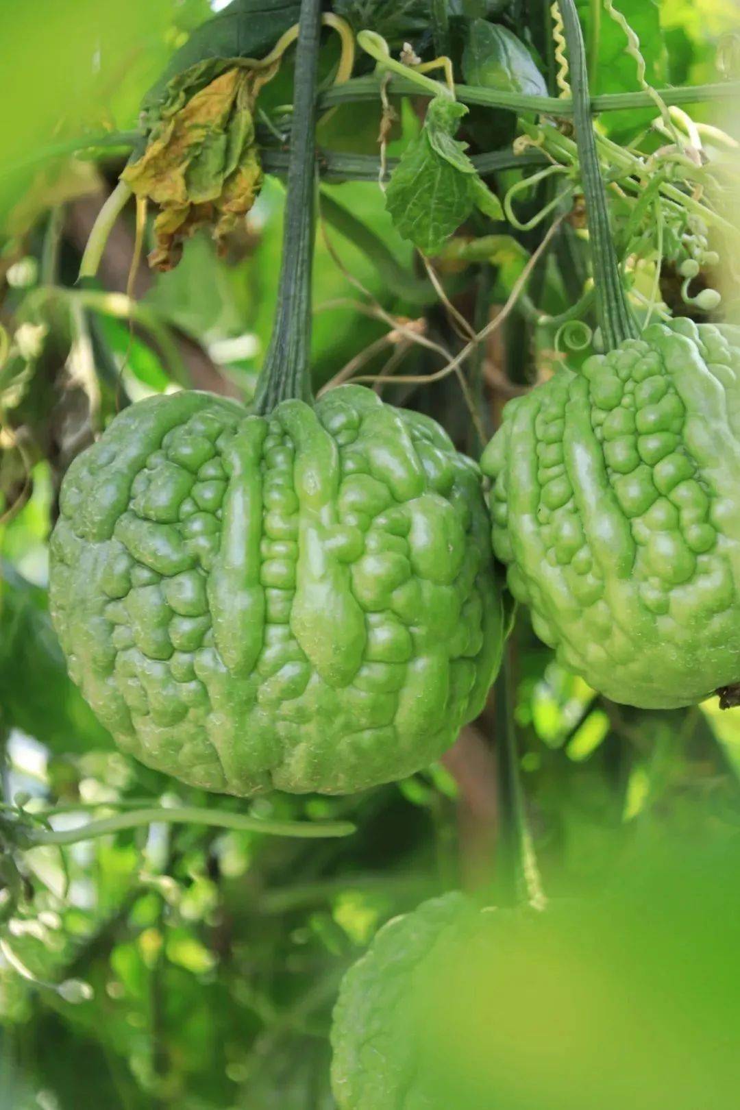 大顶苦瓜上市开食