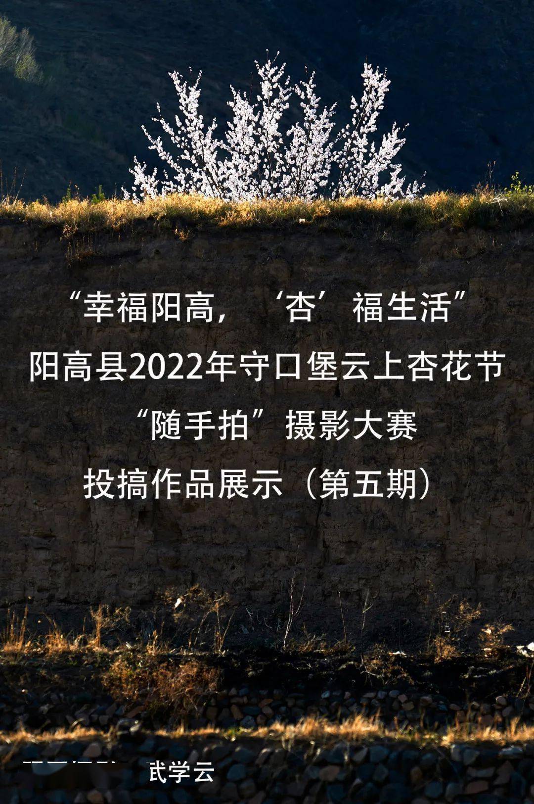 阳高县2022守口堡云上杏花节随手拍摄影大赛投稿作品展示第五期