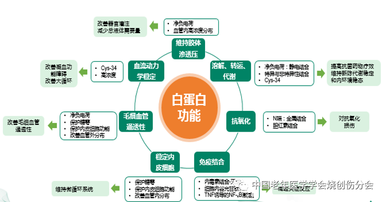 好文分享白蛋白是否有助于创面修复