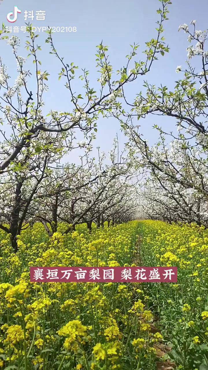 蜜蜂忙清风吹拂金波涌飘溢醉人浓郁香最美平遥最美梨花平遥古城梨花节