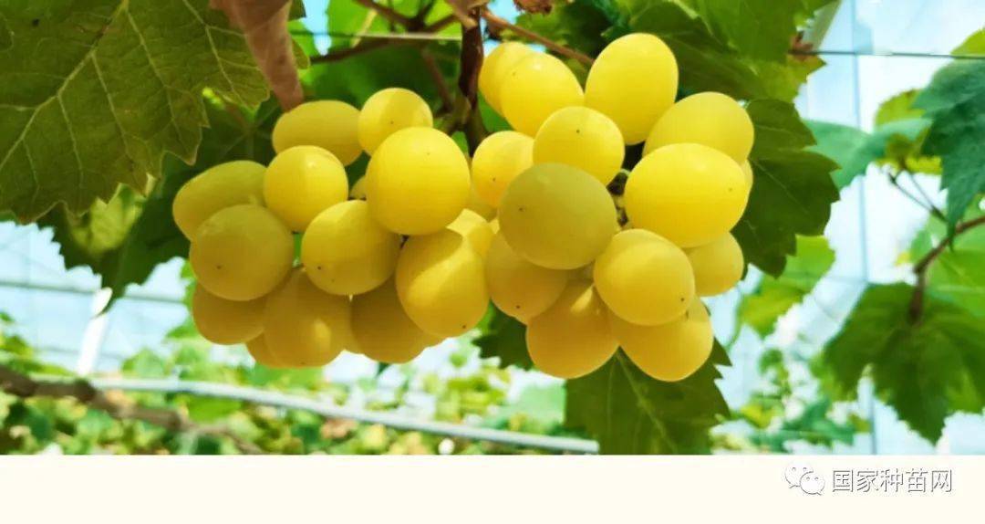 阳光十三葡萄8月下旬成熟外观优良呈金黄色甜度很高有麝香味栽种容易