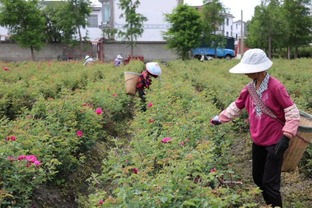 云南玫瑰种植要点_云南玫瑰花种植经济效益_云南种植玫瑰的有利条件