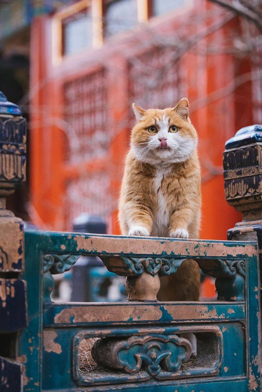 国家地理供稿人佳能(中国)特约摄影讲师故宫的猫系列作品原创摄影师