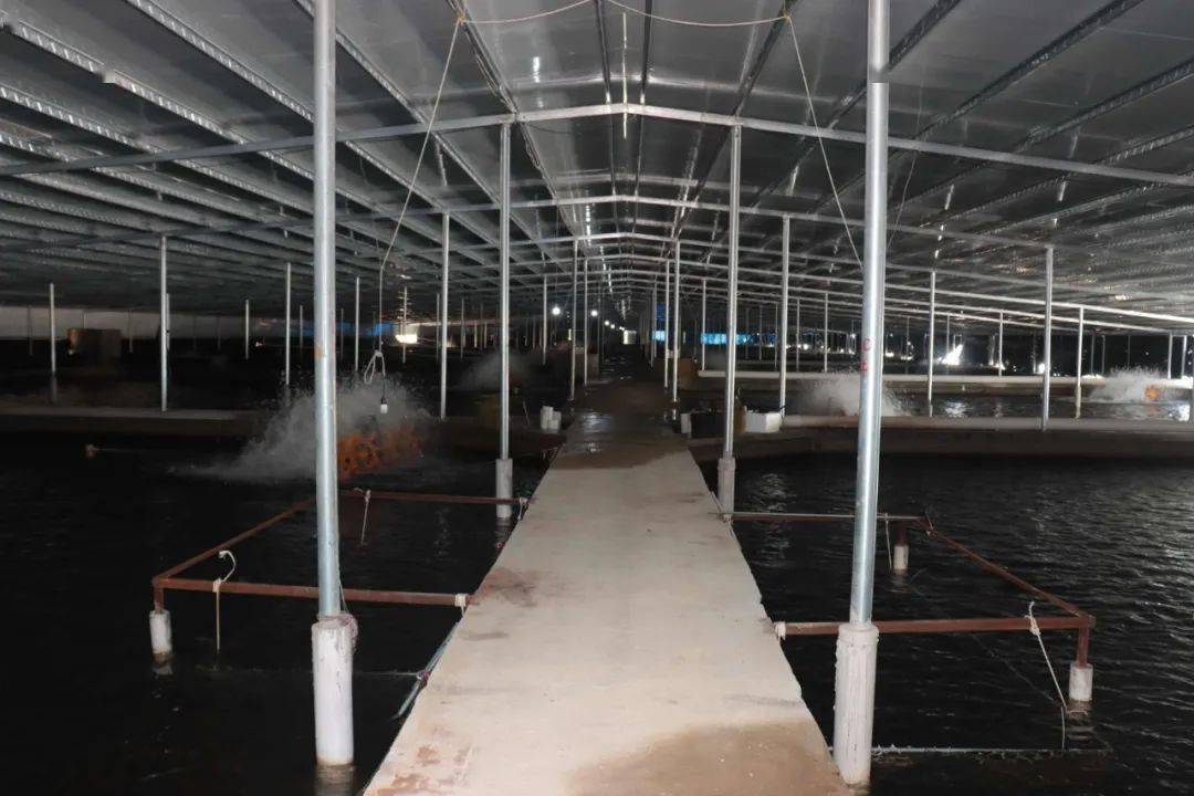 【乡村振兴】南乡镇:"鳗"产业游出"快"致富_养殖_鳗鱼_八步区