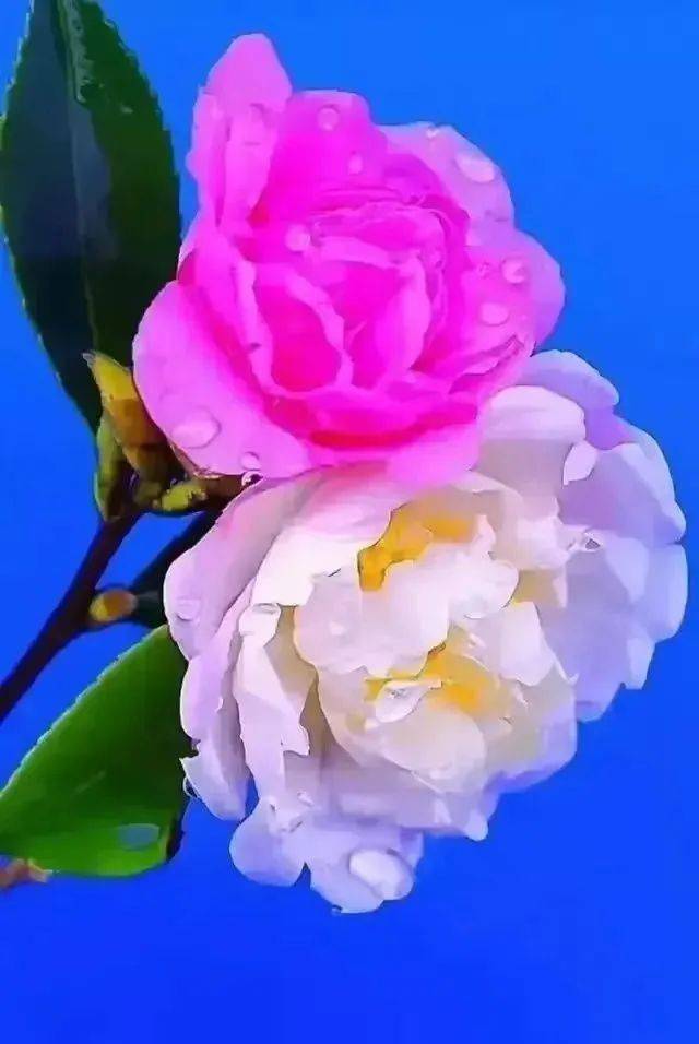 美图欣赏这些花儿太美了