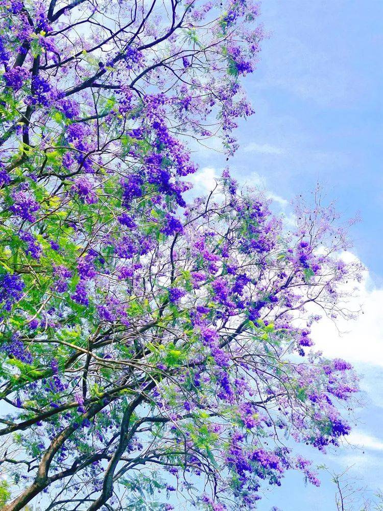 蓝花楹开了 快来天河公园看 紫云 飘飘 满树 紫色 叶子