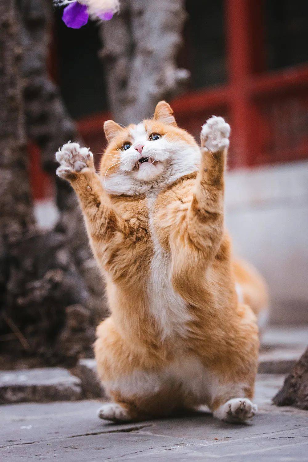 (有福利)_故宫_猫咪_受刑人