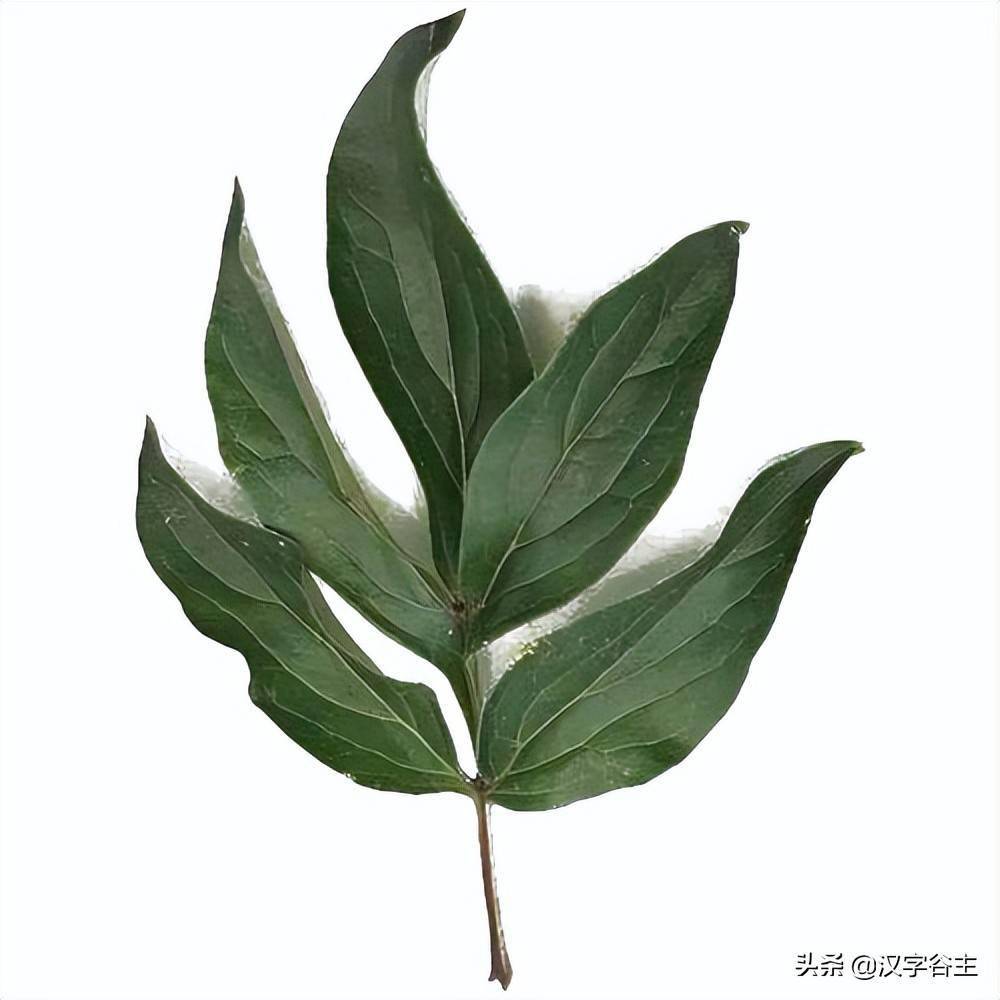 汉字植物如何区别牡丹和芍药