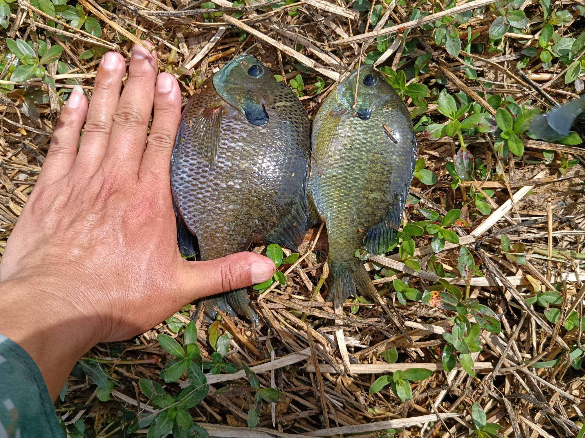 錯峰出釣漂亮的太陽魚熱情來襲