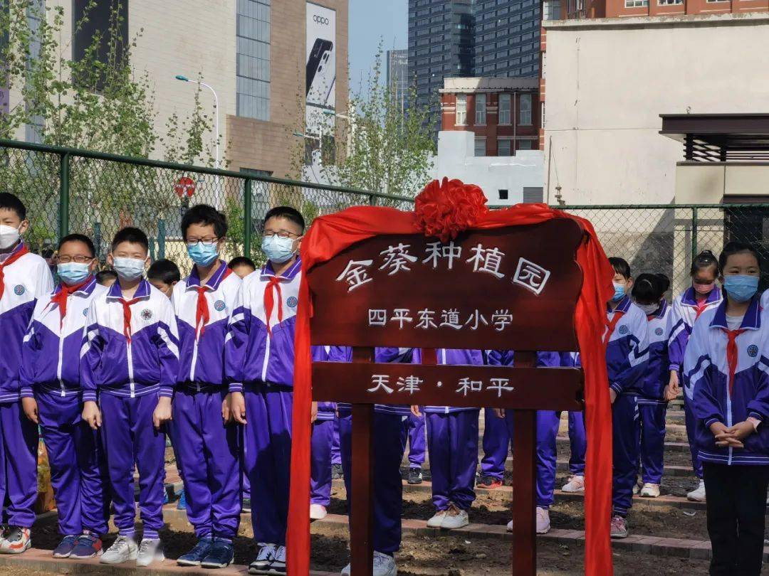 和平区四平东道小学刚刚落成的金葵种植园内一片热火朝天的劳动场面