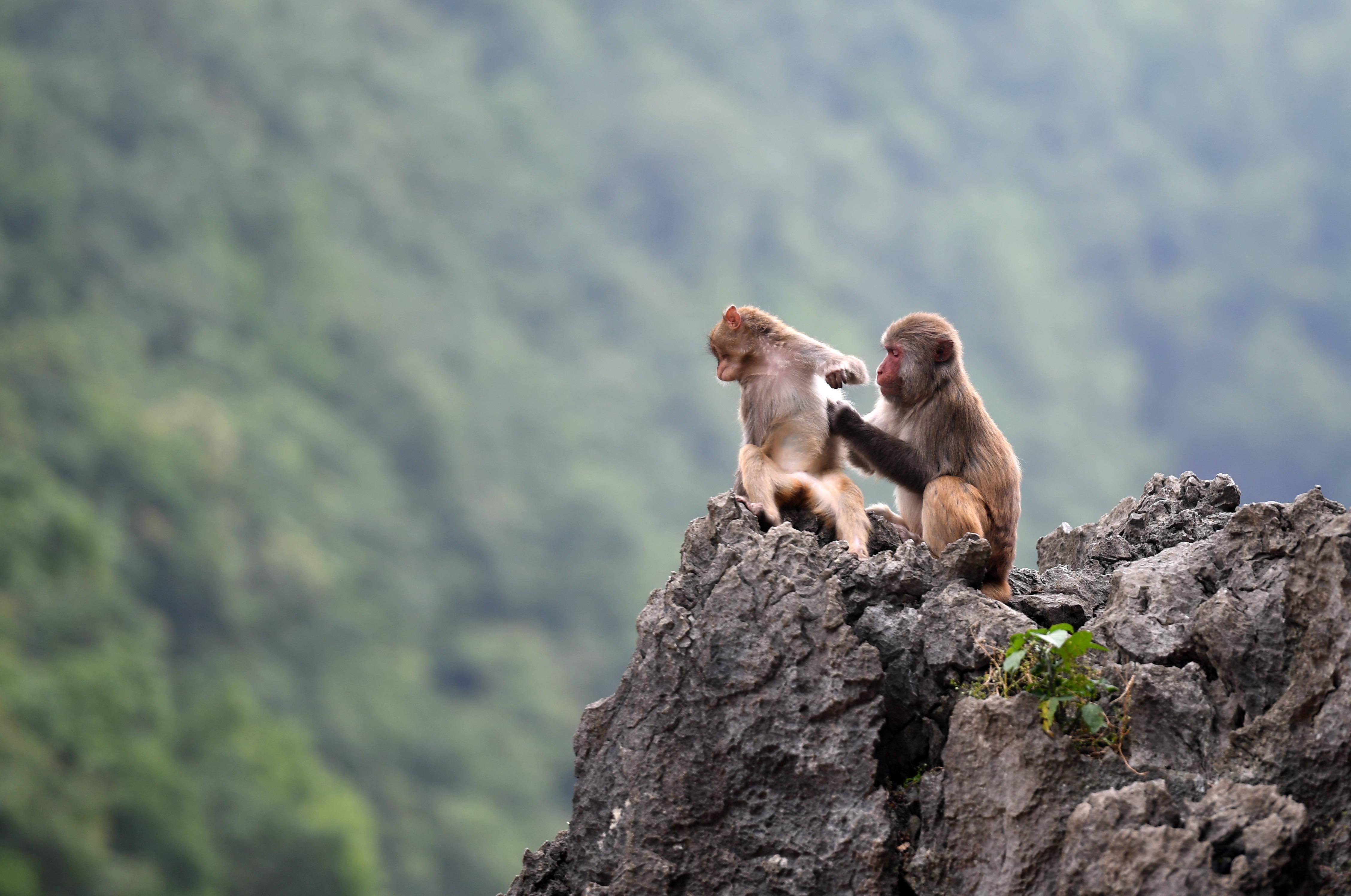广西凤山青山猴趣助振兴