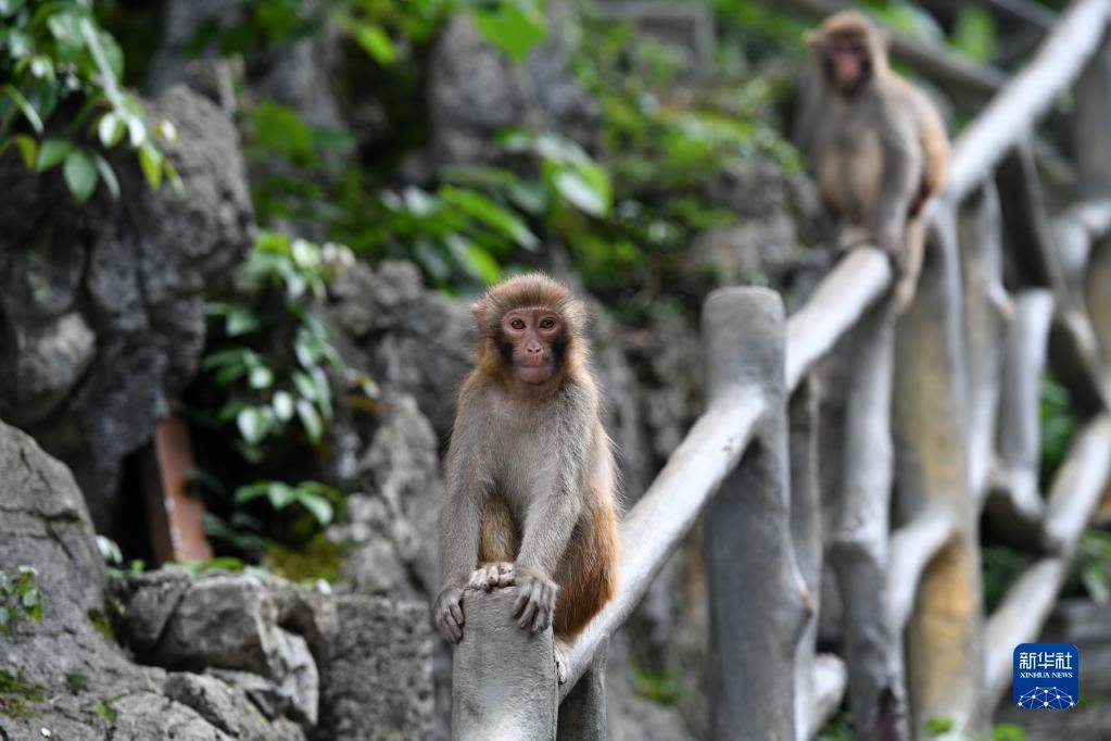 广西凤山:青山猴趣助振兴【图】_巴腊屯_发展_乔音乡
