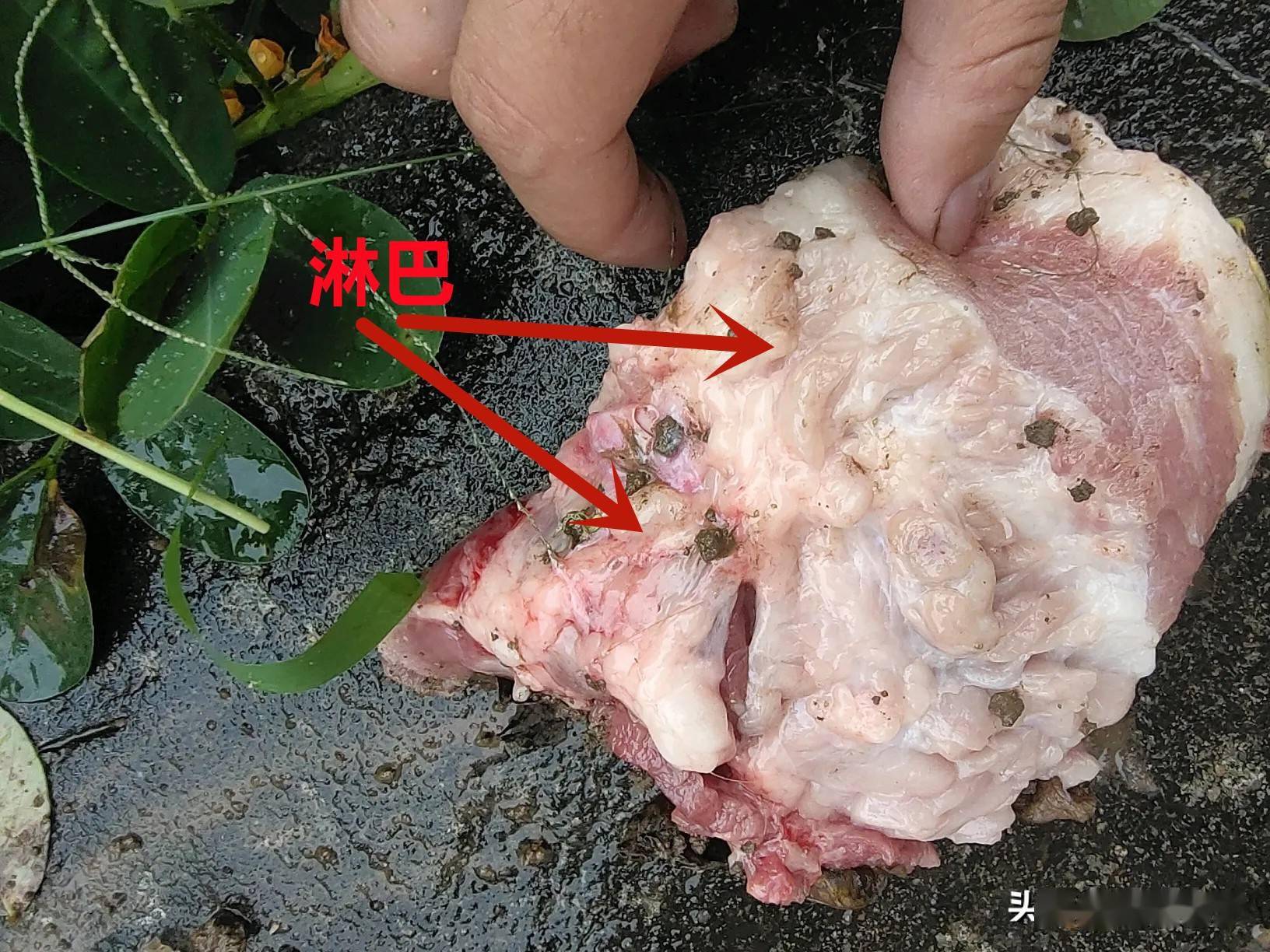 其次,猪颈分布着大量的淋巴,虽然在处理时会剔除,但是还是会有一些