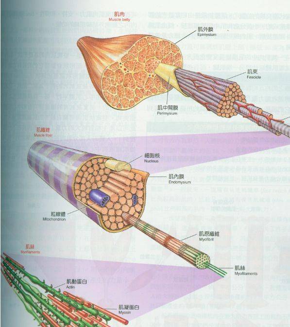 肌纤维组成示意图图片