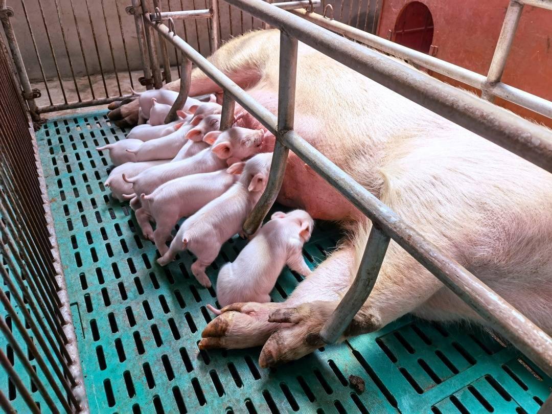 金新农养猪图片