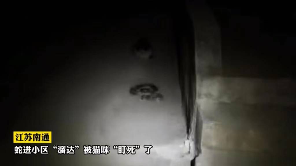 史上最丢脸的蛇被猫凶住不敢动,小猫咪:接下来就交给蓝朋友了_中国消防_修猫_jpbl@jp