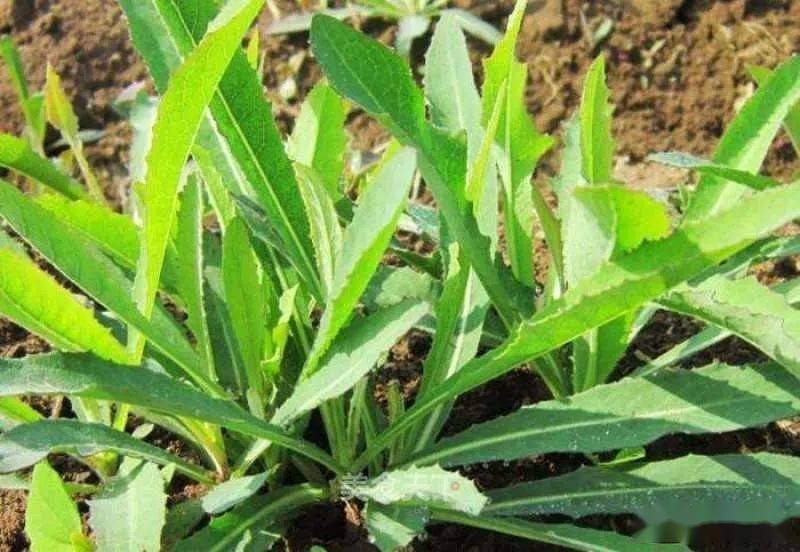 野菜有渠渠菜(苦苦菜),燕儿子菜,盐爪子菜,榆钱,槐花,花花浪(蒲公英)