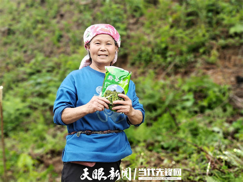锦屏县彦洞乡林间套种助增收