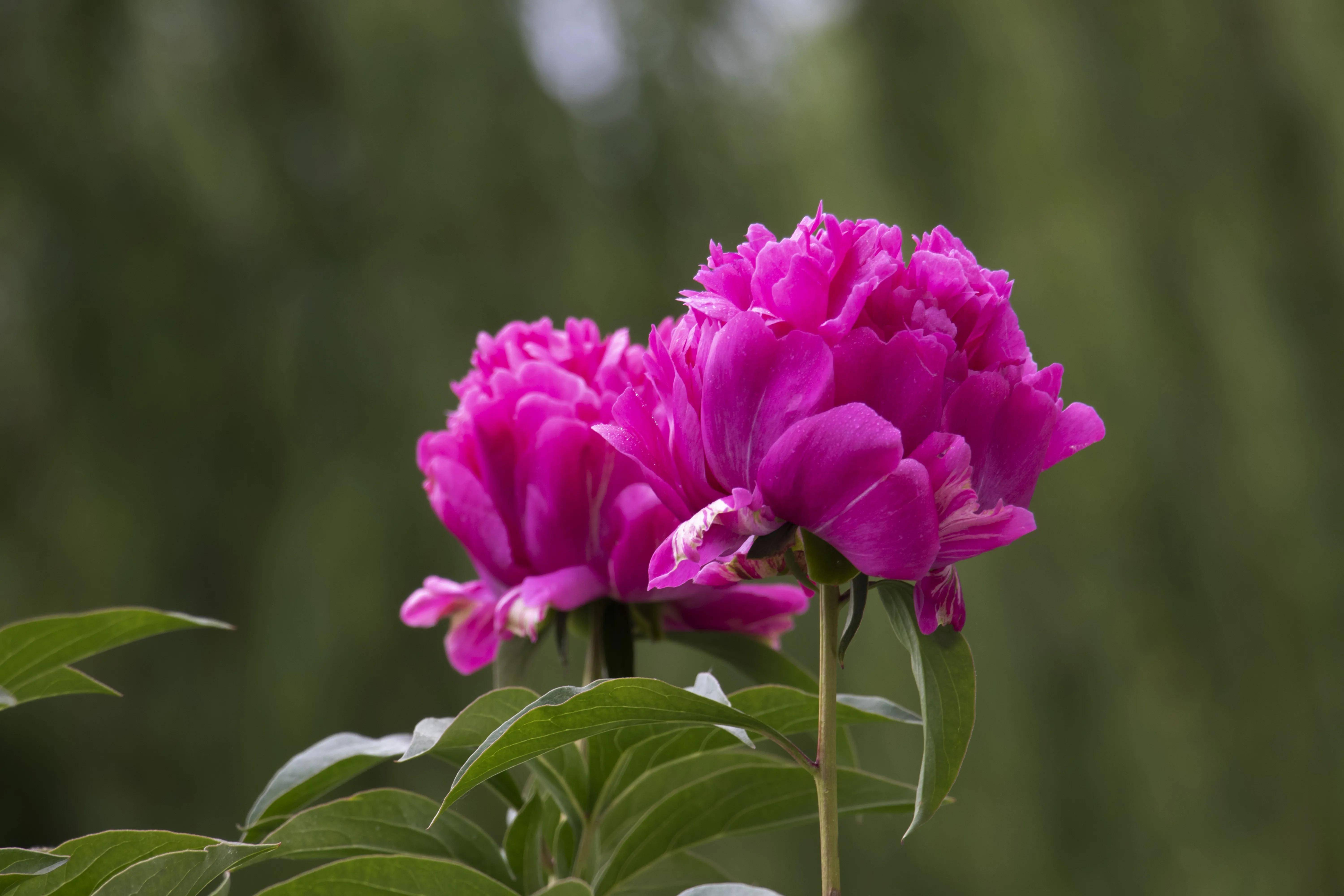 十幅精美芍药照片祝大家生活十全十美十分如意