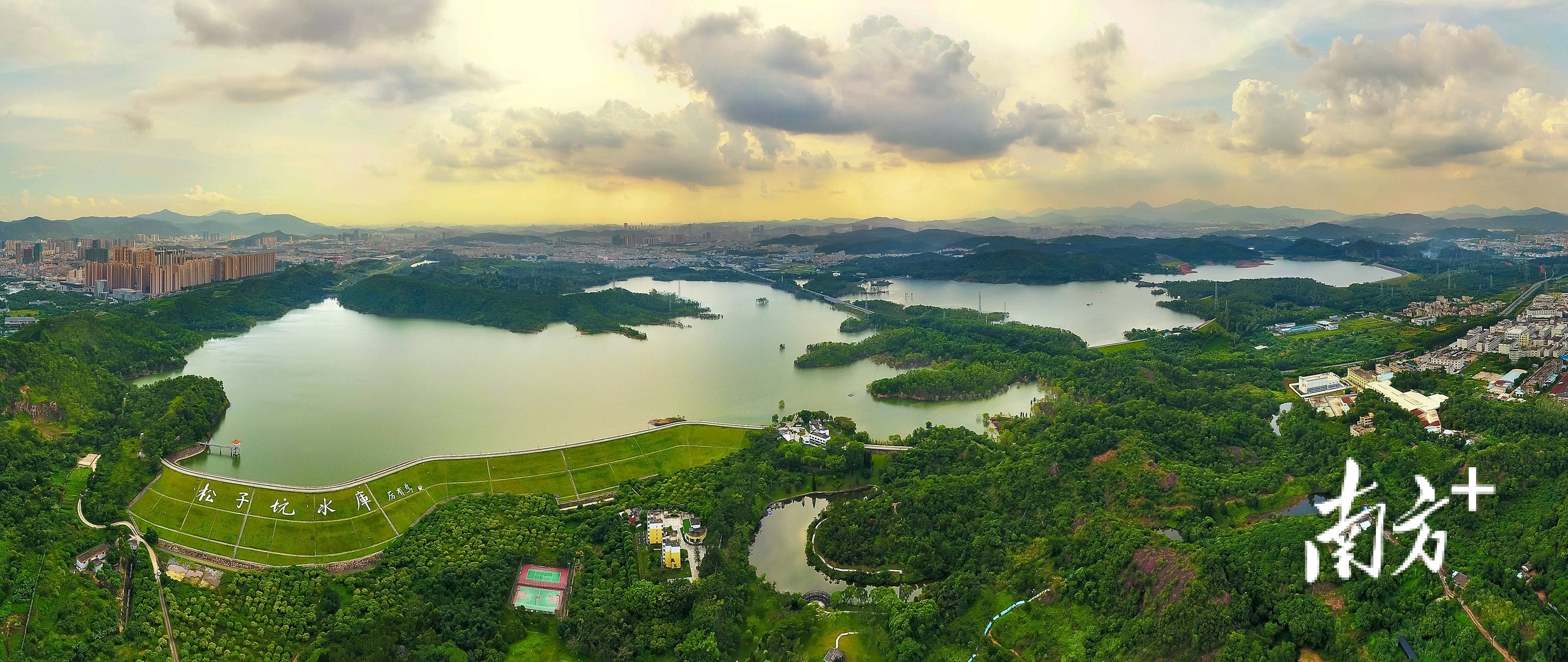 打造美丽城区典范坪山区全面推行林长制