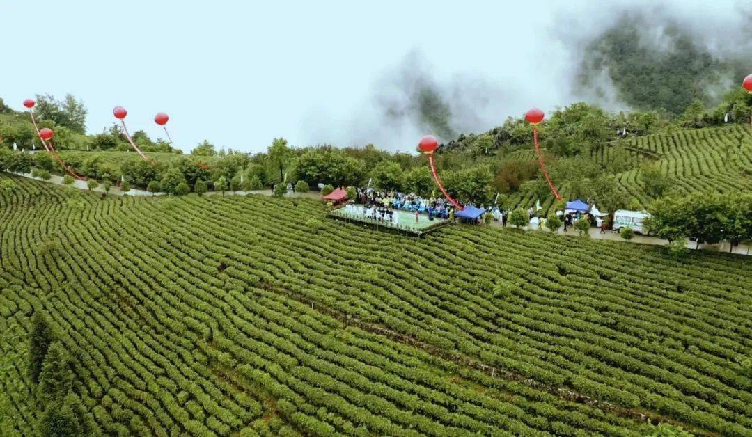 定位观音镇,聚焦陕西网上茶博会镇巴专场→_镇巴县_表演_茶园