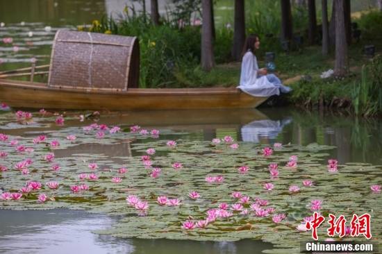 南京燕雀湖睡莲盛开美如画卷