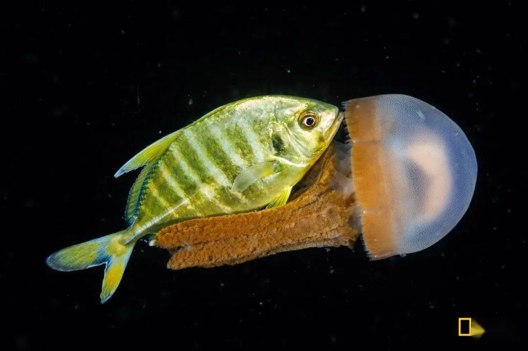 这是潜水游世界第9559次分享