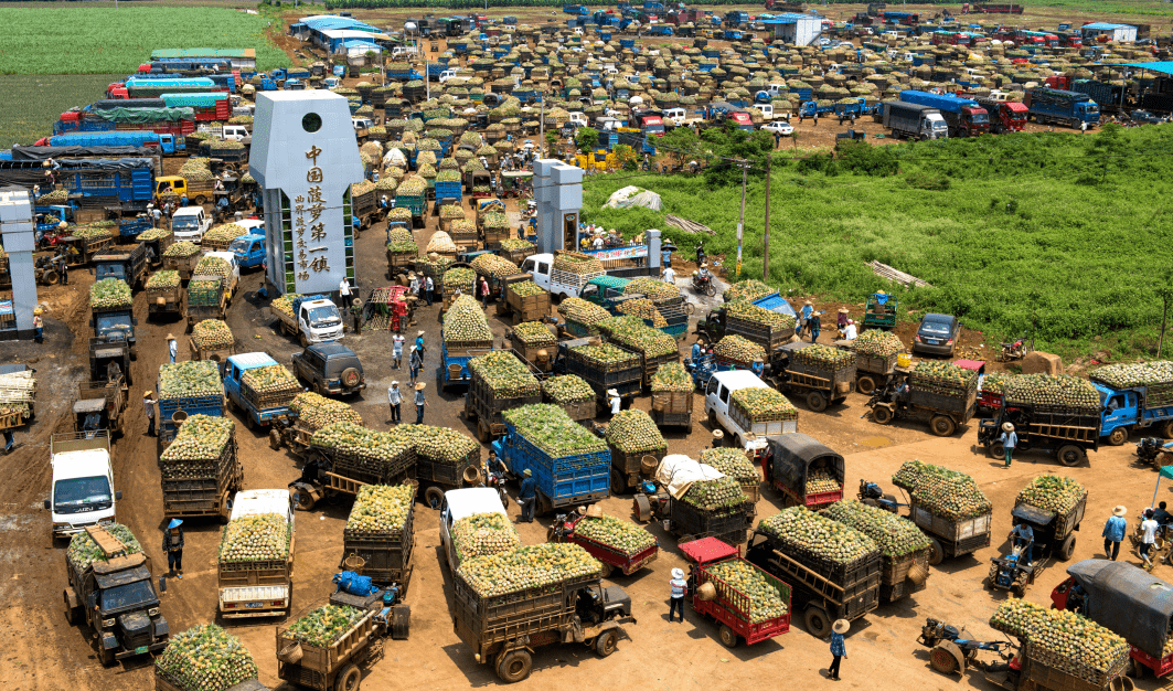 打造高标准鲜切菠萝加工厂一亩田徐闻菠萝产业服务进入40时代