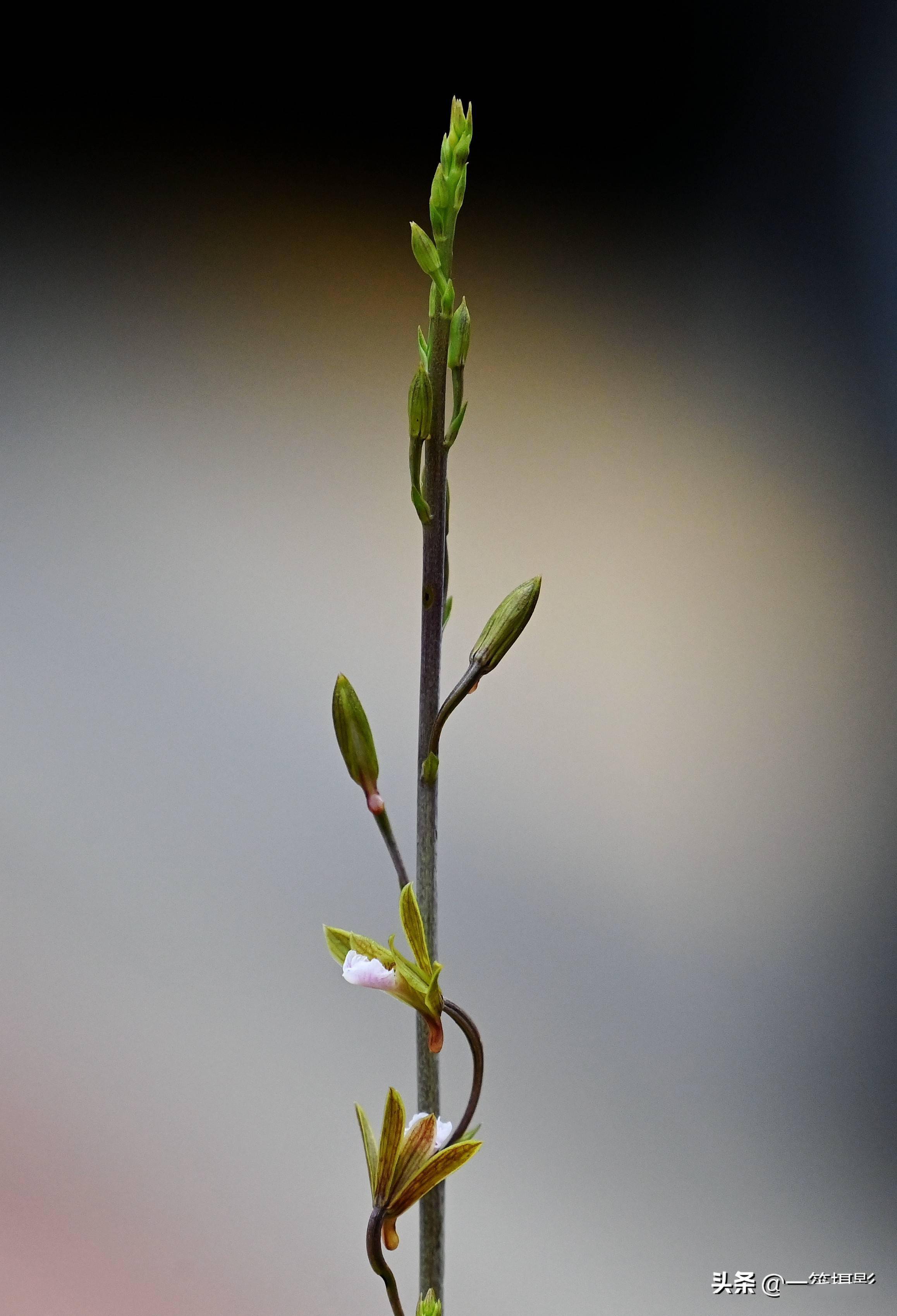 华南农业大学校园惊现珍稀野生植物美冠兰