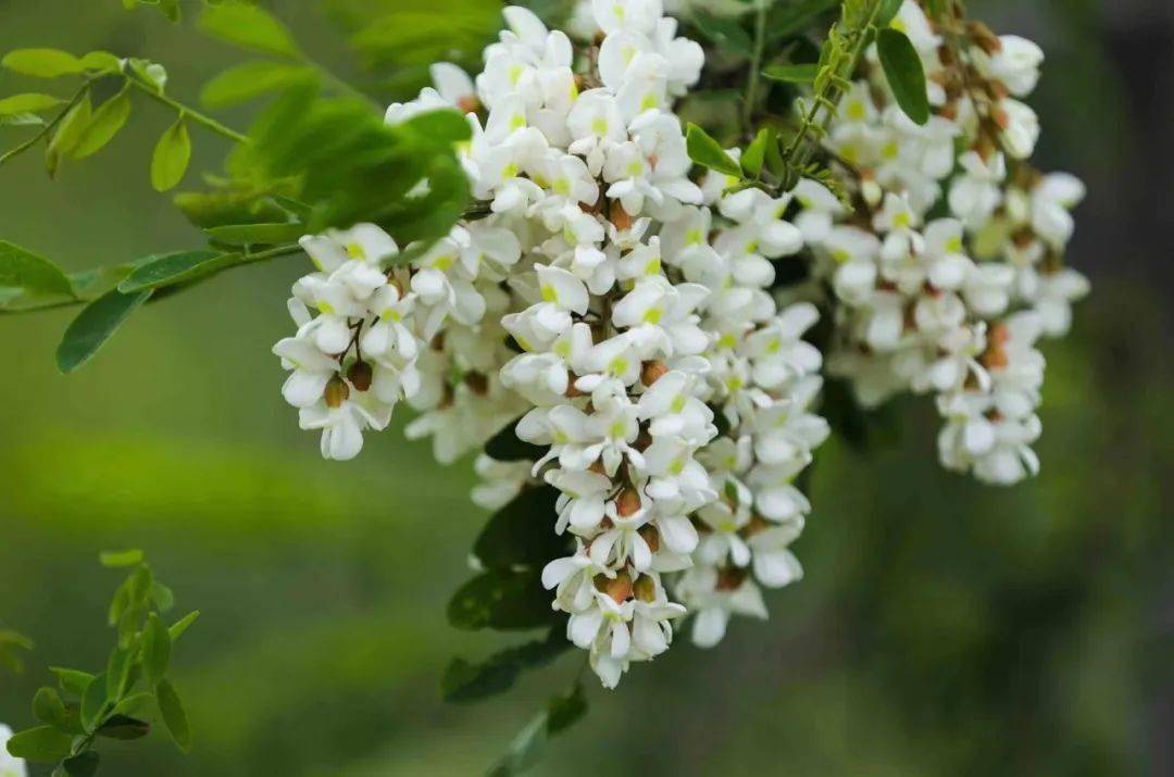 槐乡永寿常来长寿中国61永寿第十九届槐花旅游文化节今日开幕