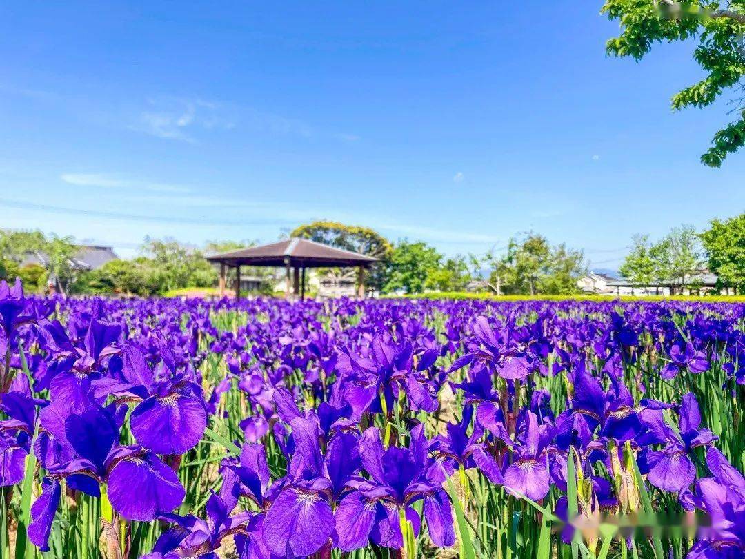 宫崎初夏的这波紫紫紫 真的太美啦 紫色 交通 鸢尾花