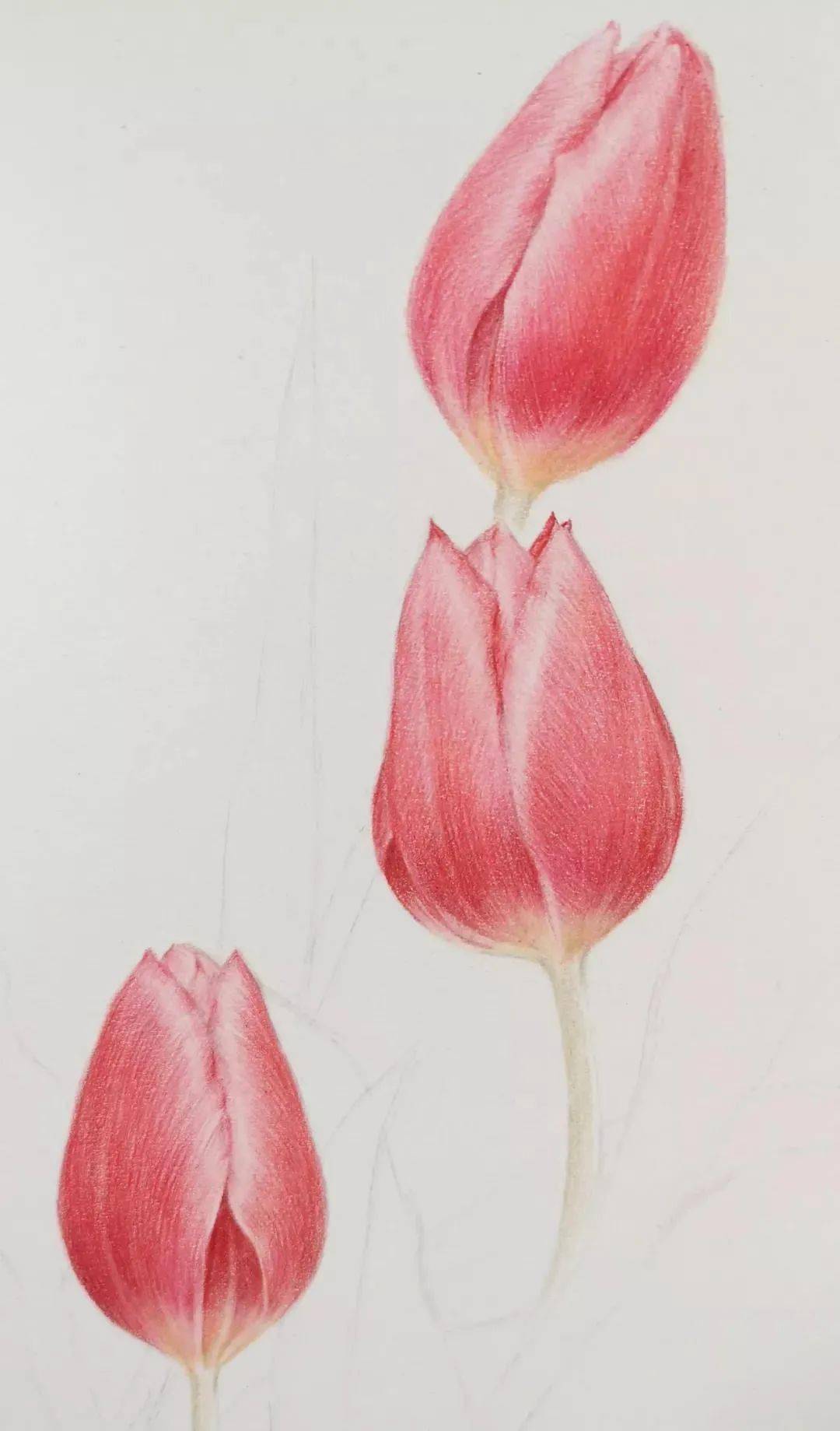 【彩铅】夜皇后的郁金香画法_步骤_花瓣_颜色