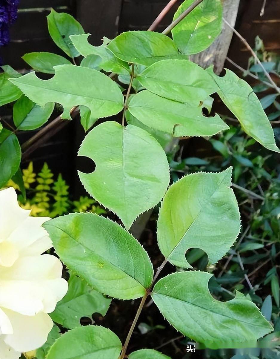 月季切叶蜂的防治方法别再让你的月季叶片被剪的稀烂到处是洞了