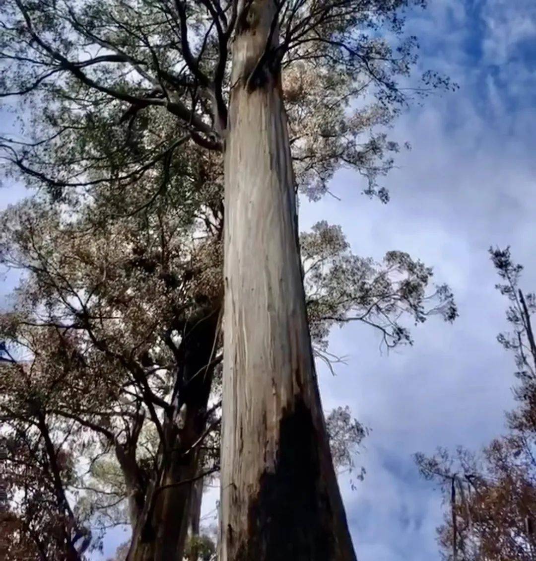 2 百夫长 (100米)亥伯龙是目前世界上发现的最高的树,高达116米.