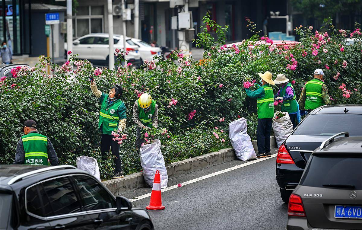 下一茬花开更旺盛及时修剪月季残花(图2)