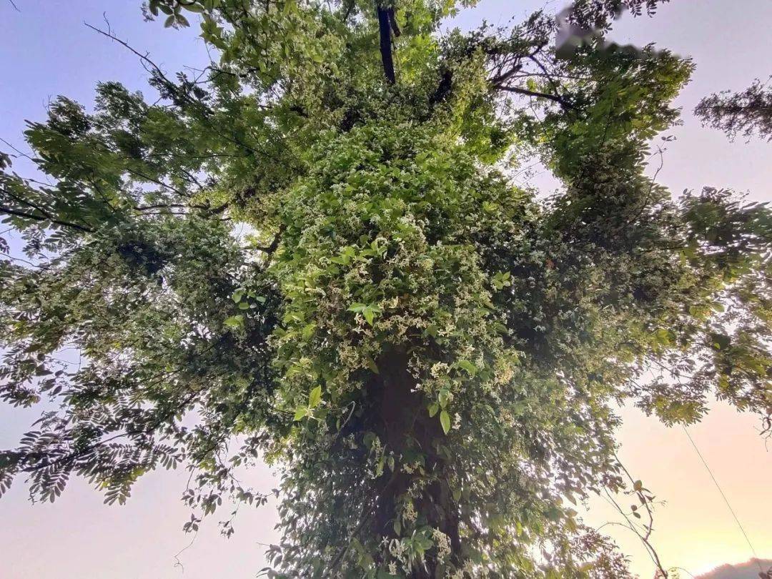 超好看 满树的风车茉莉你见过吗 流口镇 休宁县 茶园 超好看 满树的风车茉莉你见过吗 流口镇 休宁县 茶园