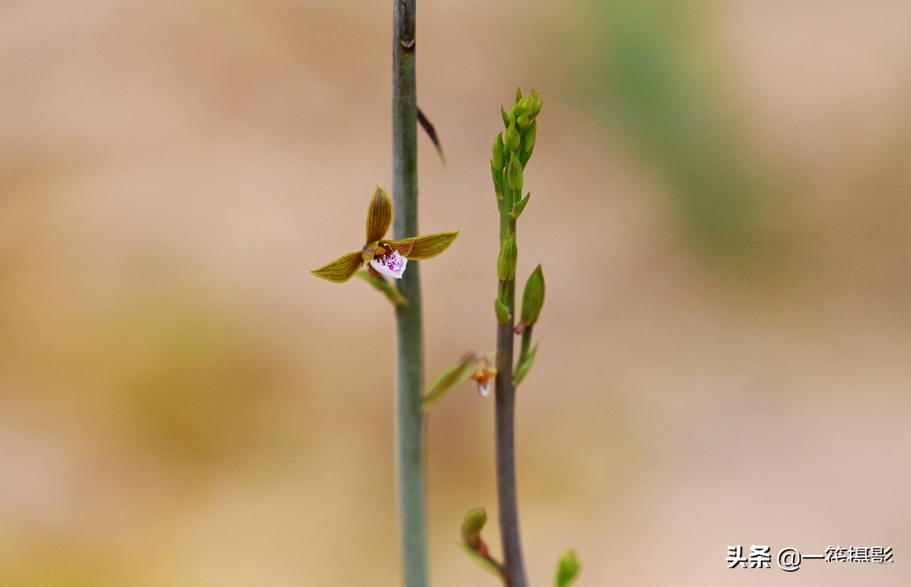 华南农业大学校园惊现珍稀野生植物美冠兰
