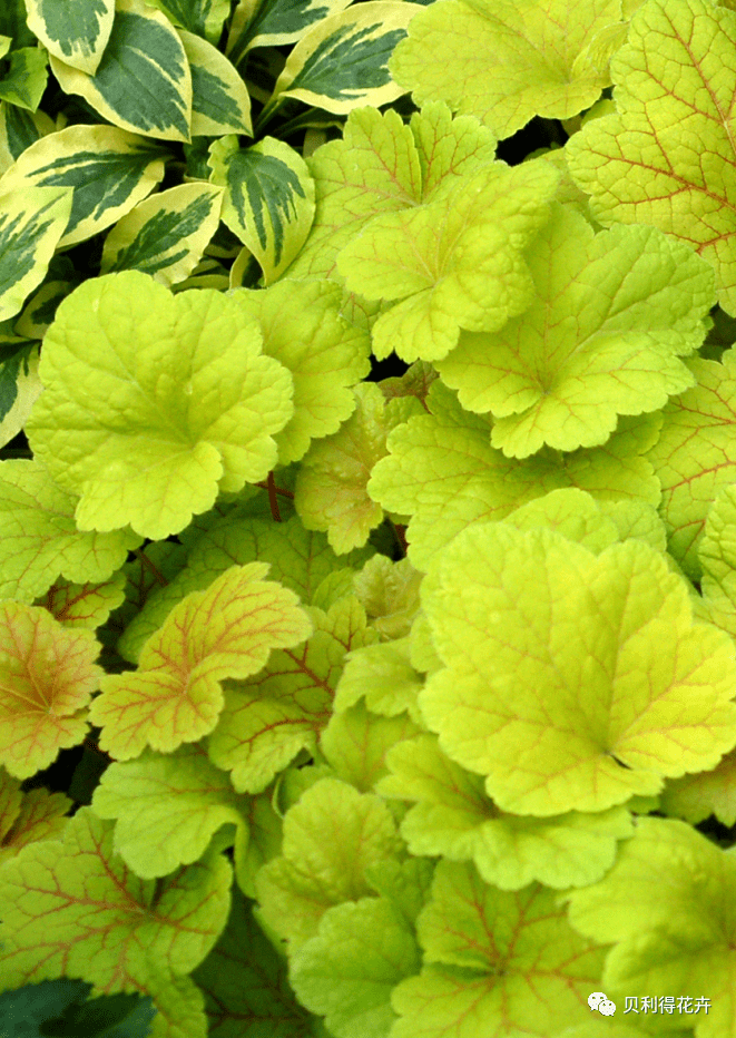 【宿根花卉】种苗订货季 花园的调色板植物