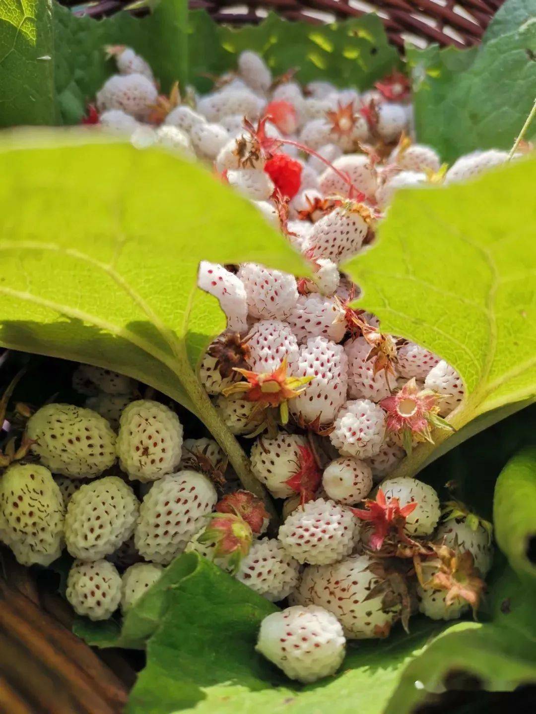 汉中这里的泡儿67熟了约上三五好友赶紧去尝鲜