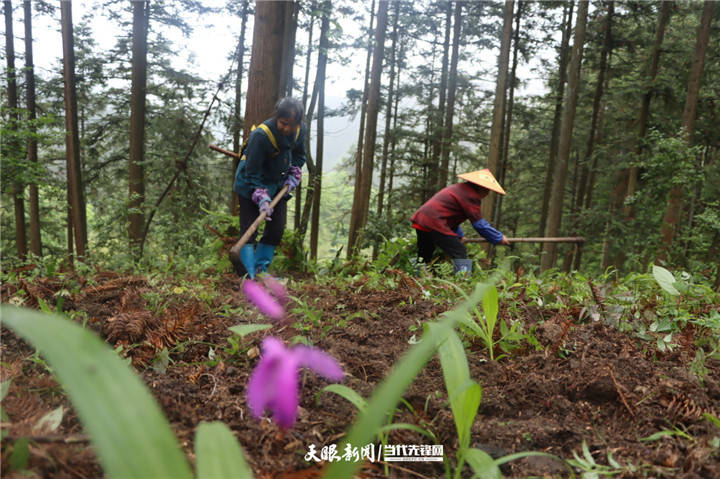 三穗武笔街道：白芨管护忙 “钱”景可观待丰收