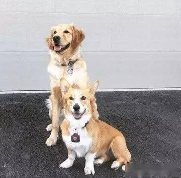 一只大长腿金毛和小短腿柯基的生活日常