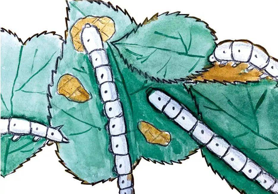 邀您和孩子一起化身小蚕农