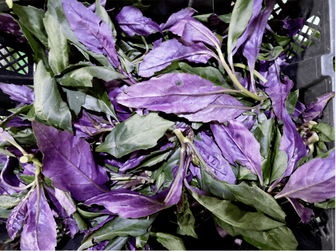 地均有分布,由于其口感好,营养价值高,因此是我省居民喜食的野菜之一