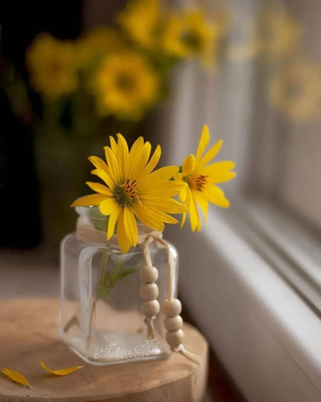 一春一夏花绚烂 人间最美心中花 生活 人生 余生