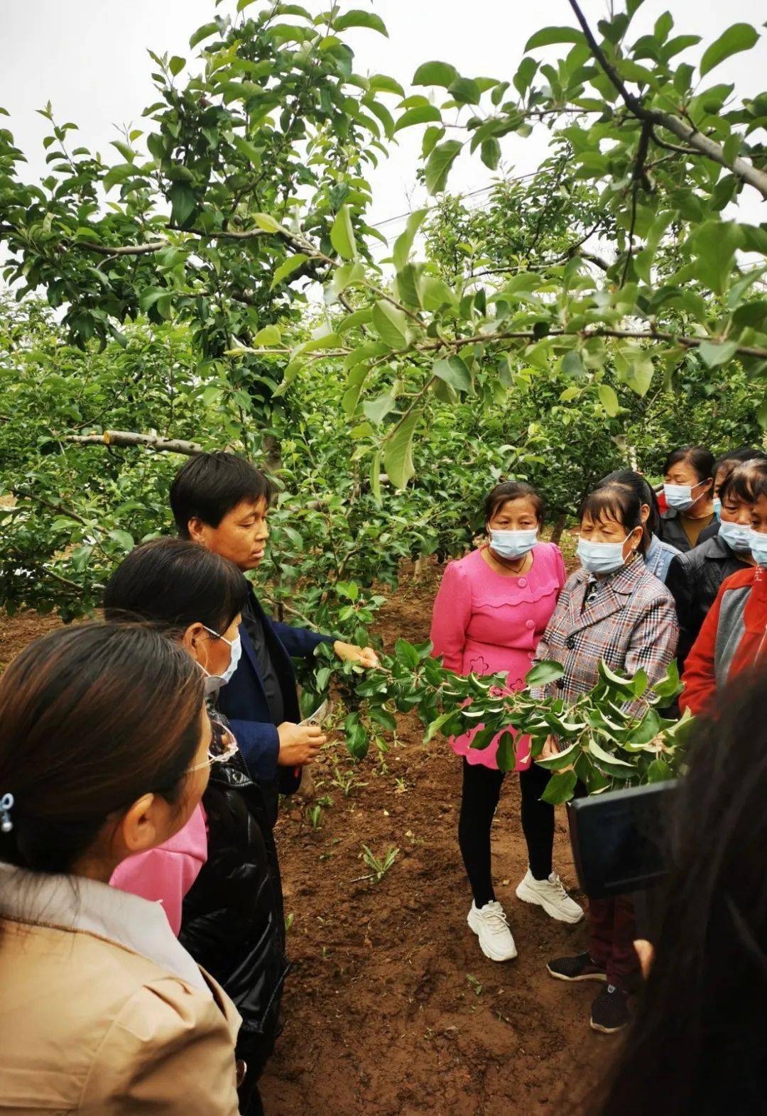 "乡村振兴 巾帼行动"咸阳市妇联妇女实用技术培训_果树_管理_淳化县