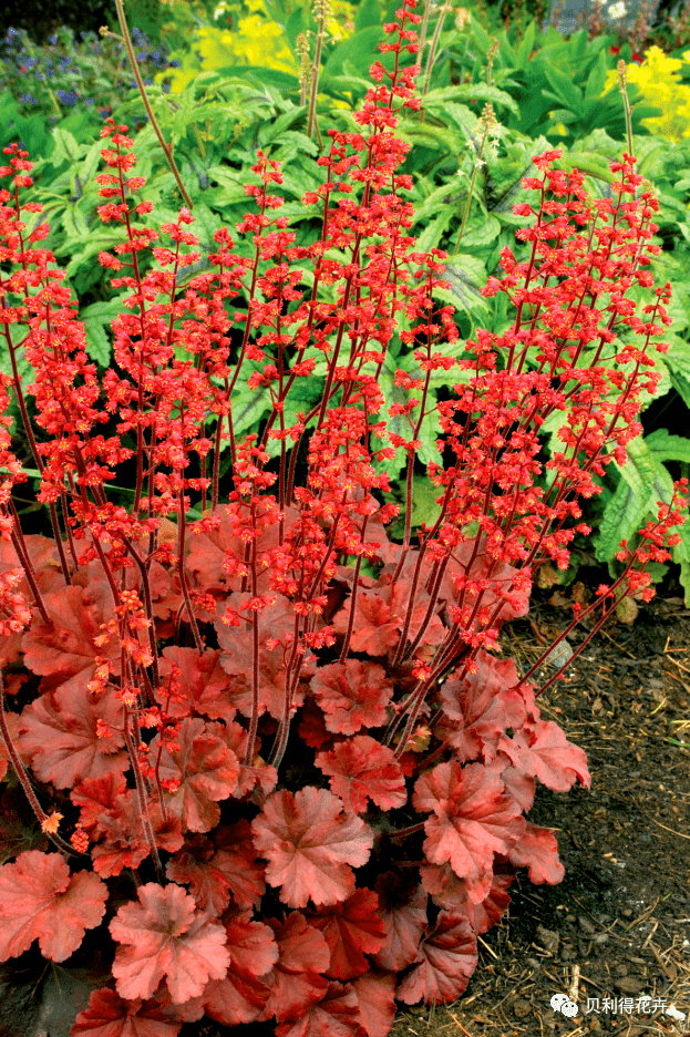 【宿根花卉】种苗订货季 花园的调色板植物-矾根