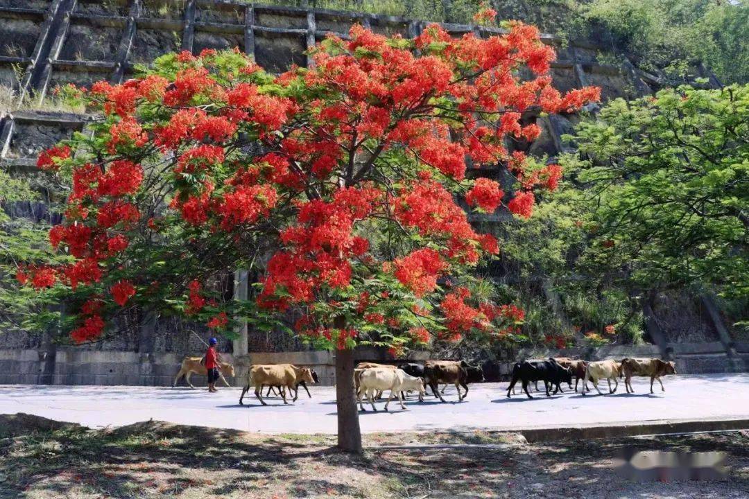 花開時又是一年畢業季鳳凰花似乎在用最熱烈的方式迎接盛夏的到來落紅